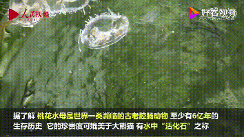 它还是国家保护动物