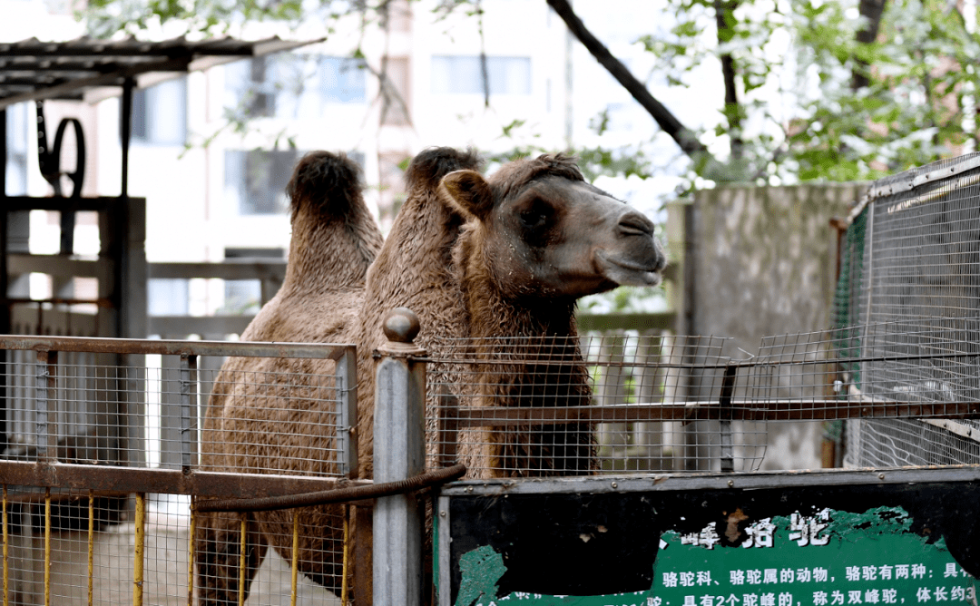 童年回忆没了,广元凤凰山动物园已正式闭园
