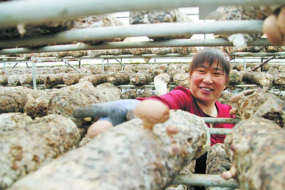 村民在基地采摘香菇