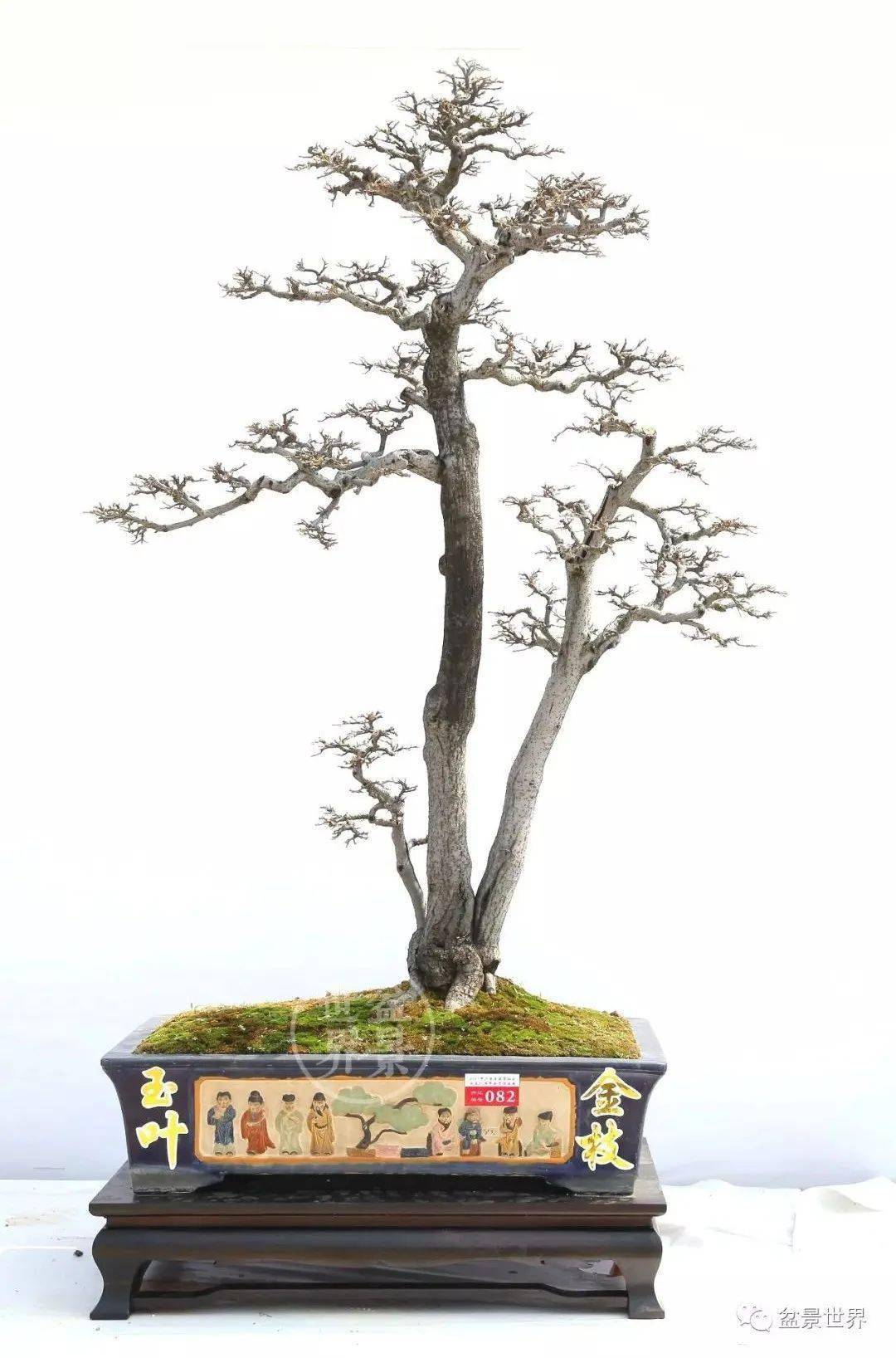 陈兆鹏作品(胡颓子,树高120cm)
