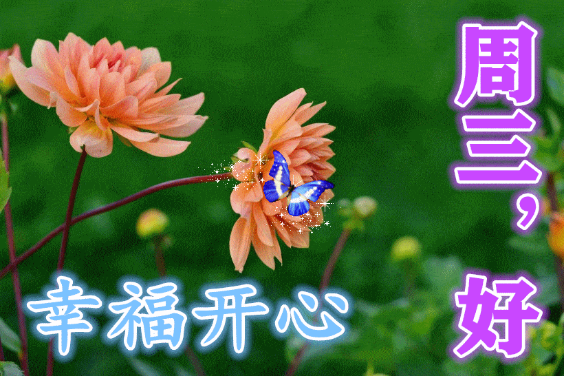 最新周三早上好带字表情,今生美好的相遇,永远记心上!