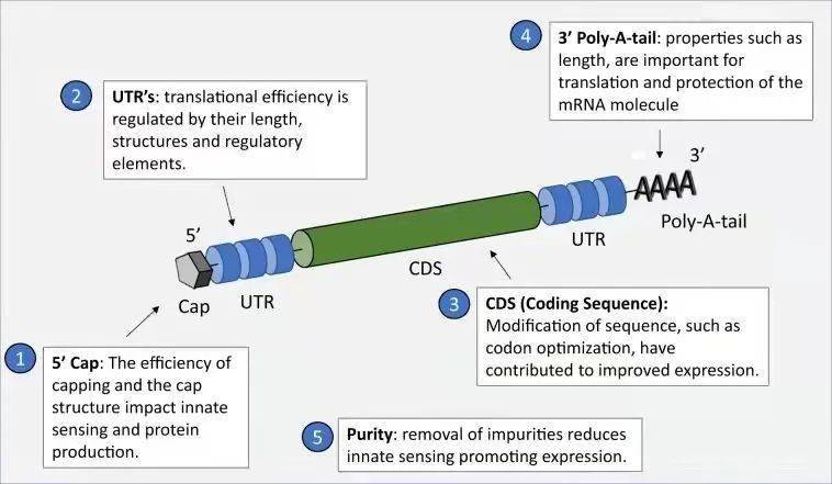 mrna结构对关键质量属性的影响(npj vaccines)4)模板降解在mrna合成