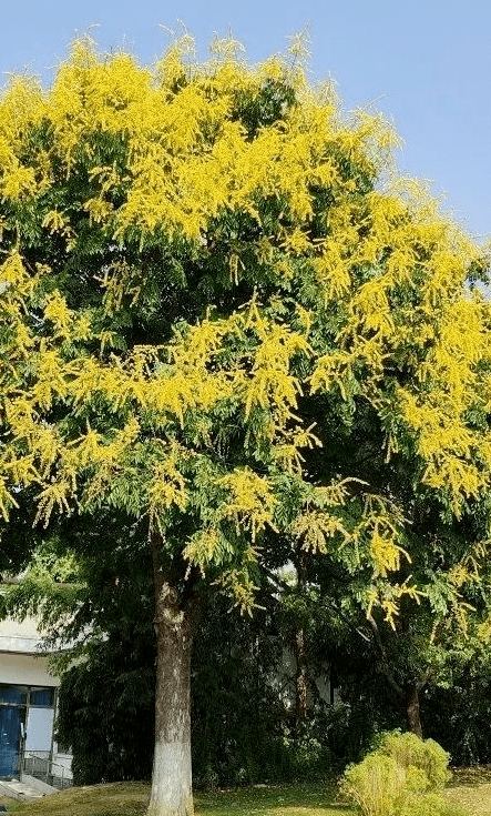 月湖风景区的栾树.月湖风景区供图关山公园的"花路.