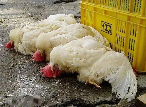 h5亚型家禽禽流感:h5n1,h5n2,h5n6,h5n8;h9亚型家禽禽流感:h9n2;h7