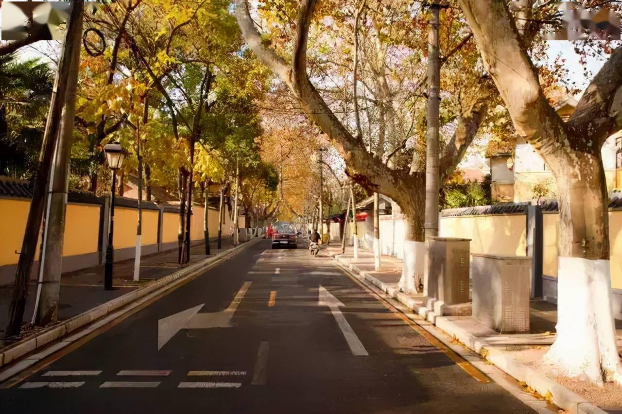 秋天的颐和路,路边的法国梧桐全都变成金黄的颜色,与近百幢风格迥异