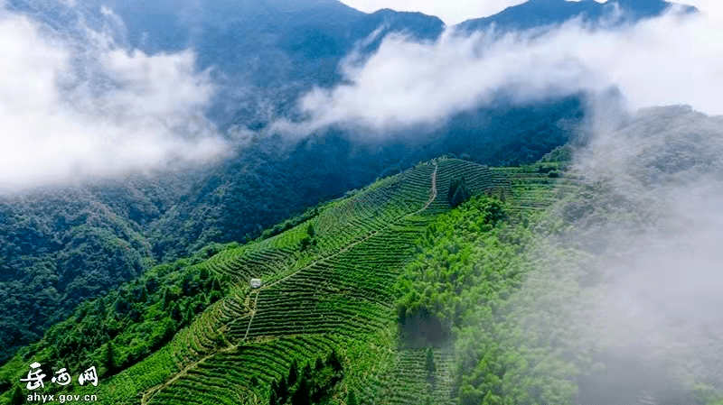 岳西县姚河乡香炉村高山云雾茶园喜获丰收
