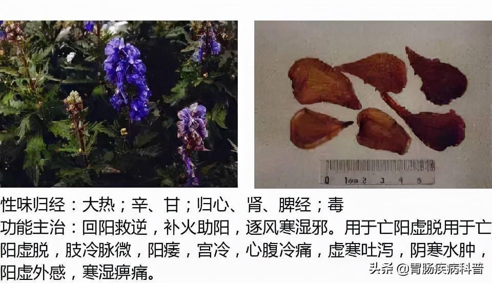 全网最全的中草药图谱图片性味归经主治功效还不收藏