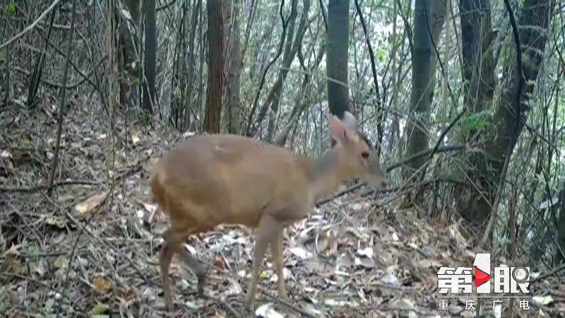 武隆白马山首次拍到野生母麂和幼麂同框觅食