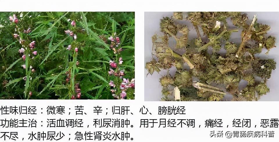 全网最全的中草药图谱图片性味归经主治功效还不收藏