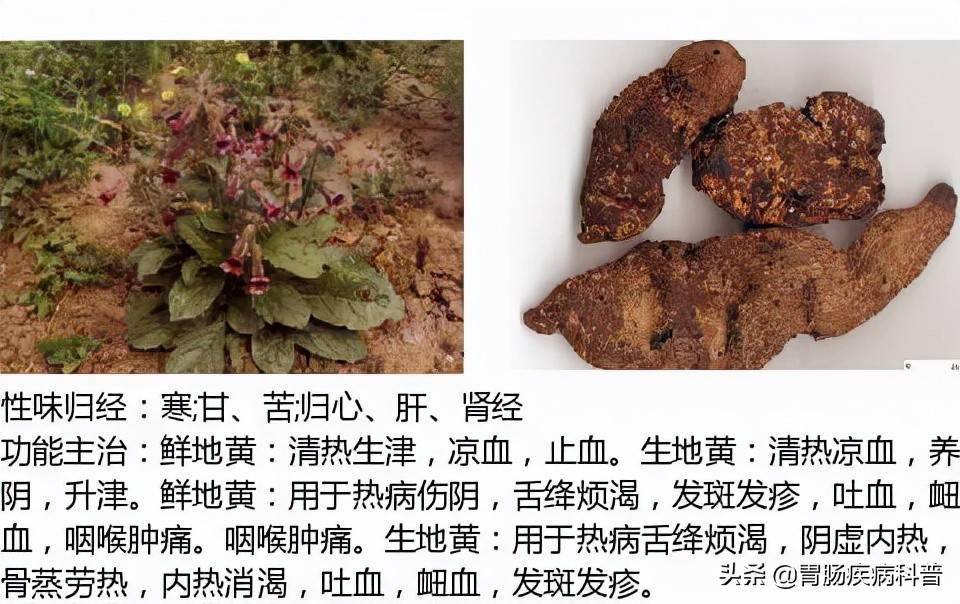 别名:生地,生地黄地黄4,清热凉血药别名:蒲公草,黄花地丁,黄花草,蒲公