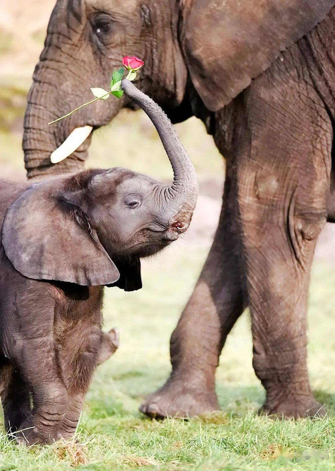 1 月 11 日,肯尼亚,英国野生动物摄影师保罗·戈尔茨坦的大象摄影作品
