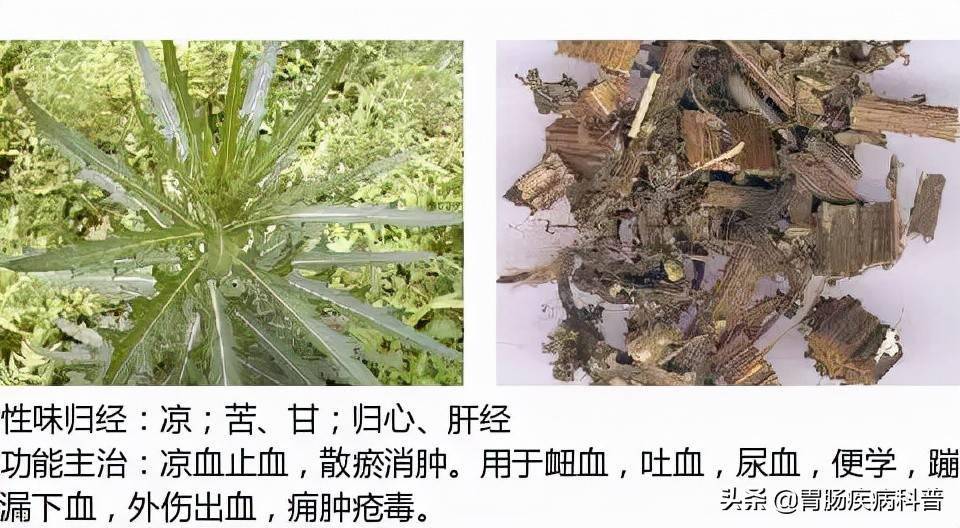 全网最全的中草药图谱——图片 性味归经 主治功效,还不收藏?