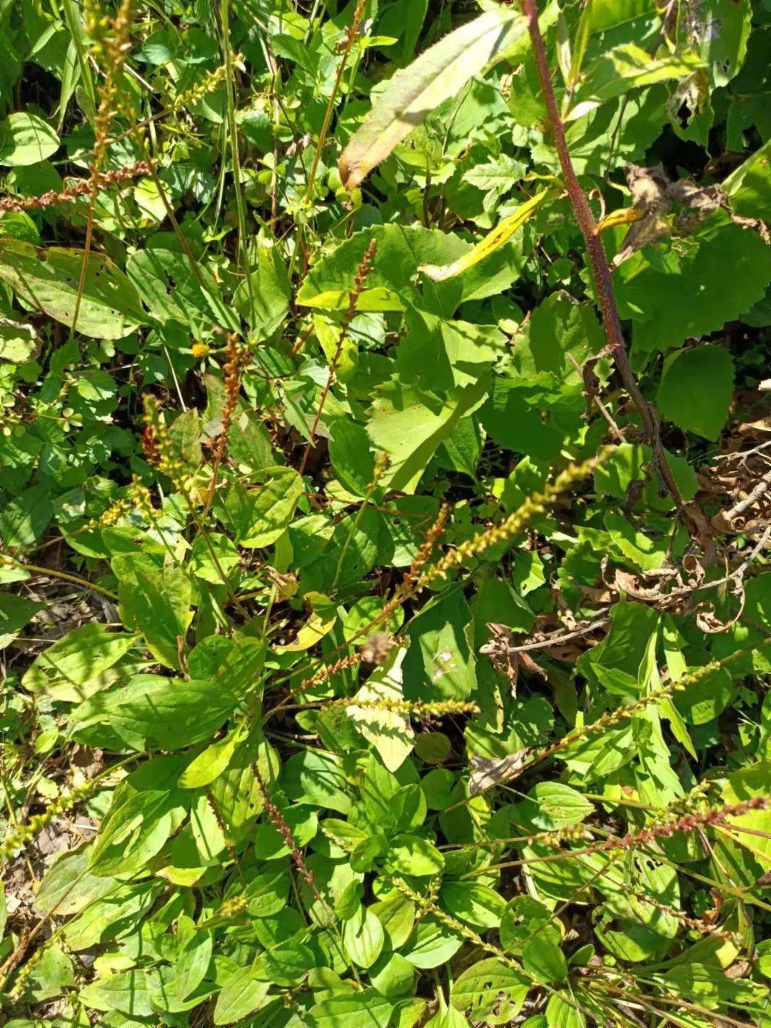 我院青年药师参加第四届鞍山地产药用植物辨识活动