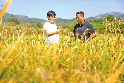 旱稻丰收助农增收