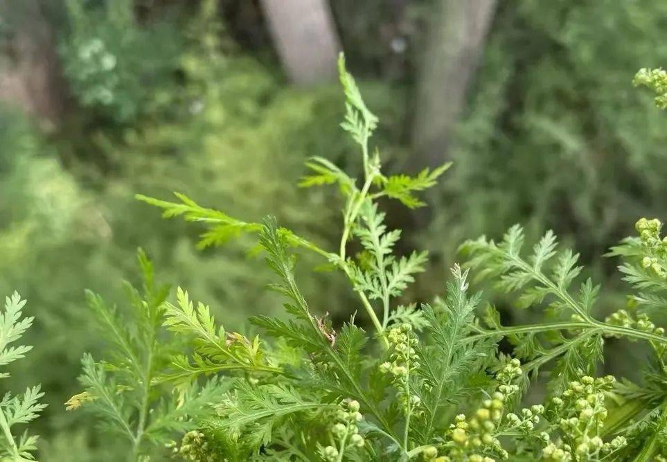 随处可见的蒿草.图/资料图片▼