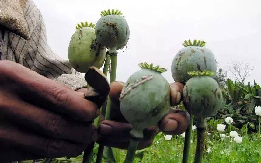 而罂粟壳则是成熟的罂粟果去掉籽后的果壳部分,其中自然也含有吗啡等