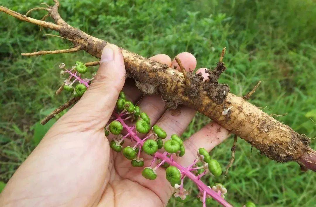 原来,张女士口中的"土人参"其实是商陆的根茎,虽有一定的药用价值但