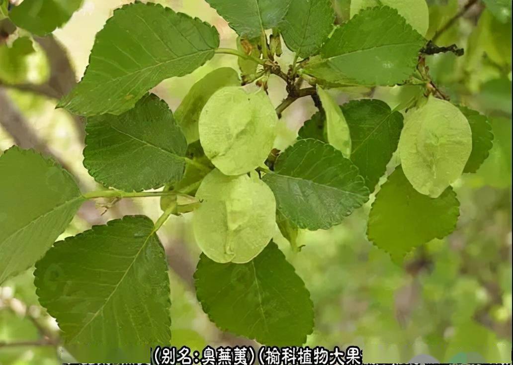 性味归经:辛,苦,温.归脾,胃经.相关名字:臭芜荑,黄榆,毛榆,山榆.