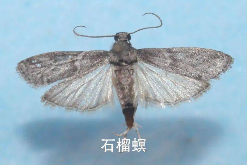 【动植物检疫】解读 进口南非鲜食柑橘植物检疫要求