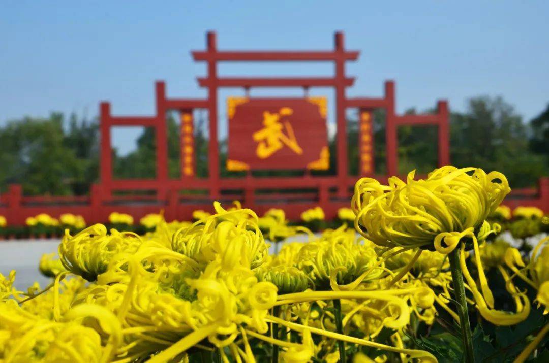 中国开封第39届菊花文化节将于10月18日开幕