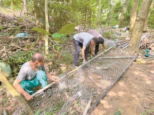 9头野猪在仙湖植物园"落网"