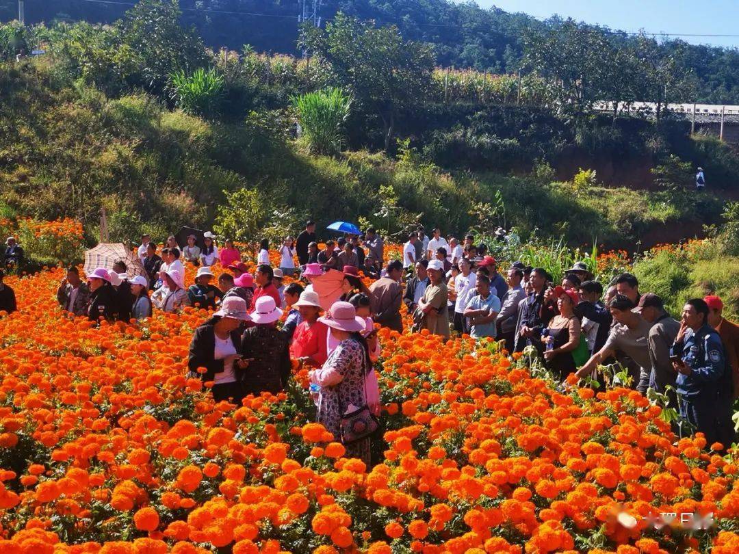 弥渡苴力:院坝会"搬"到千亩菊园