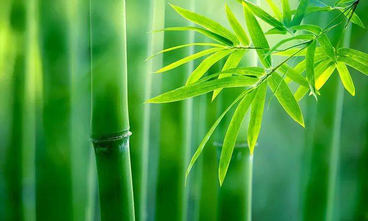 济南大剧院 在这片竹林中,我们特地选用 4年竹龄,口径12cm以上的楠竹