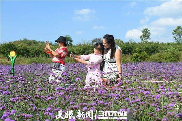 贵阳这片紫色花海太美了  10月4日,贵阳市南明区永乐乡水塘村永乐花海