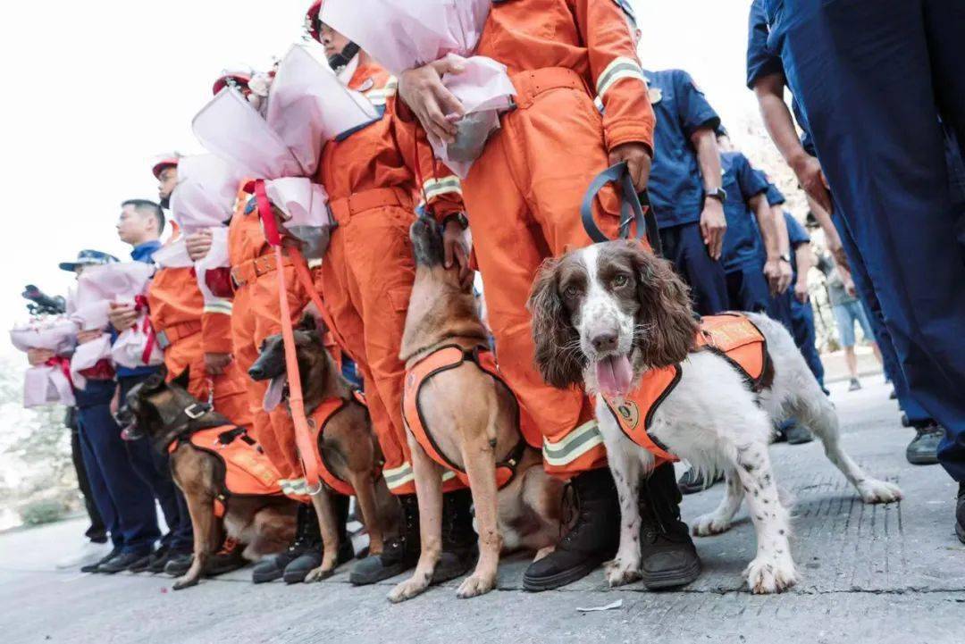 欢迎回家南京消防参加第六届全国搜救犬技能大赛指战员载誉归来