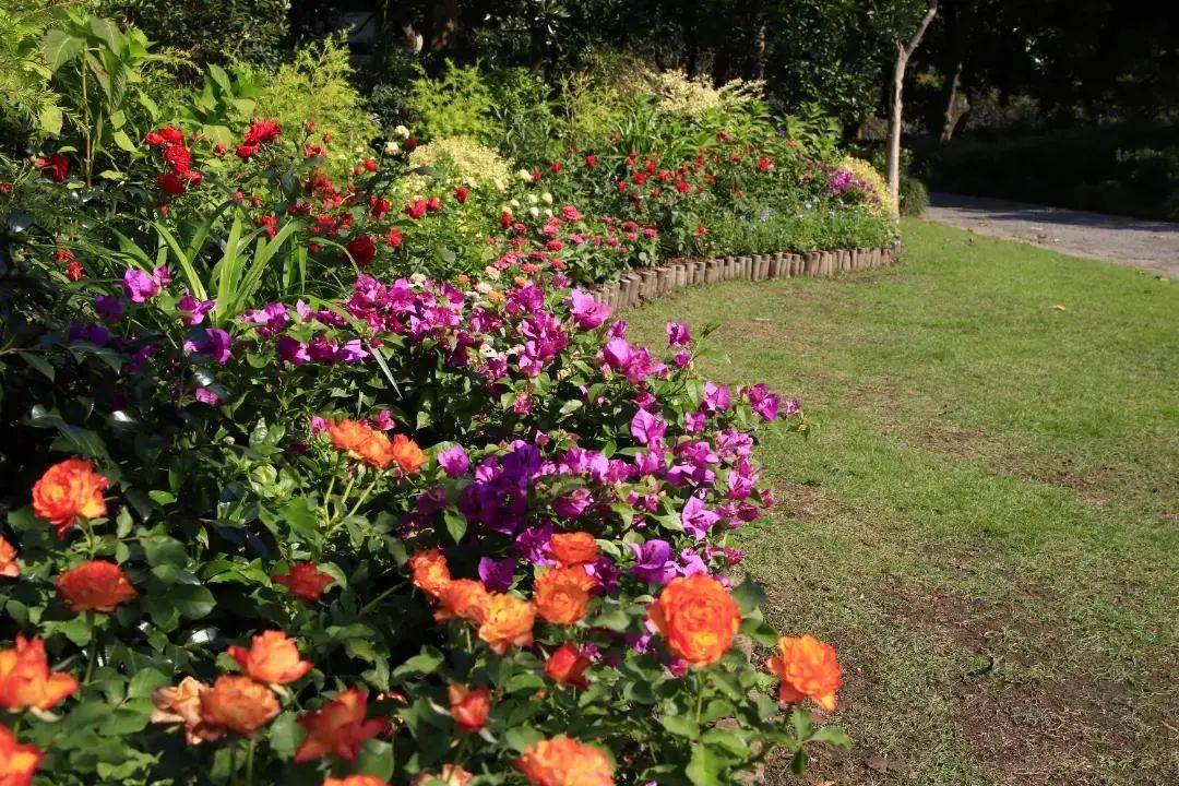 花圃木香长廊花境