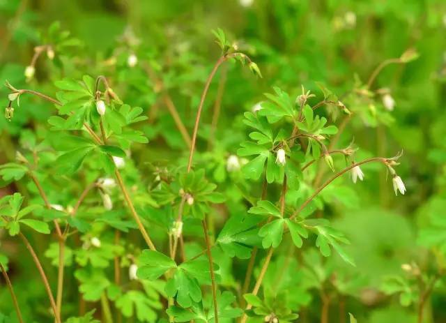 植物世界里不止有花香,还有"毒草毒树"图鉴