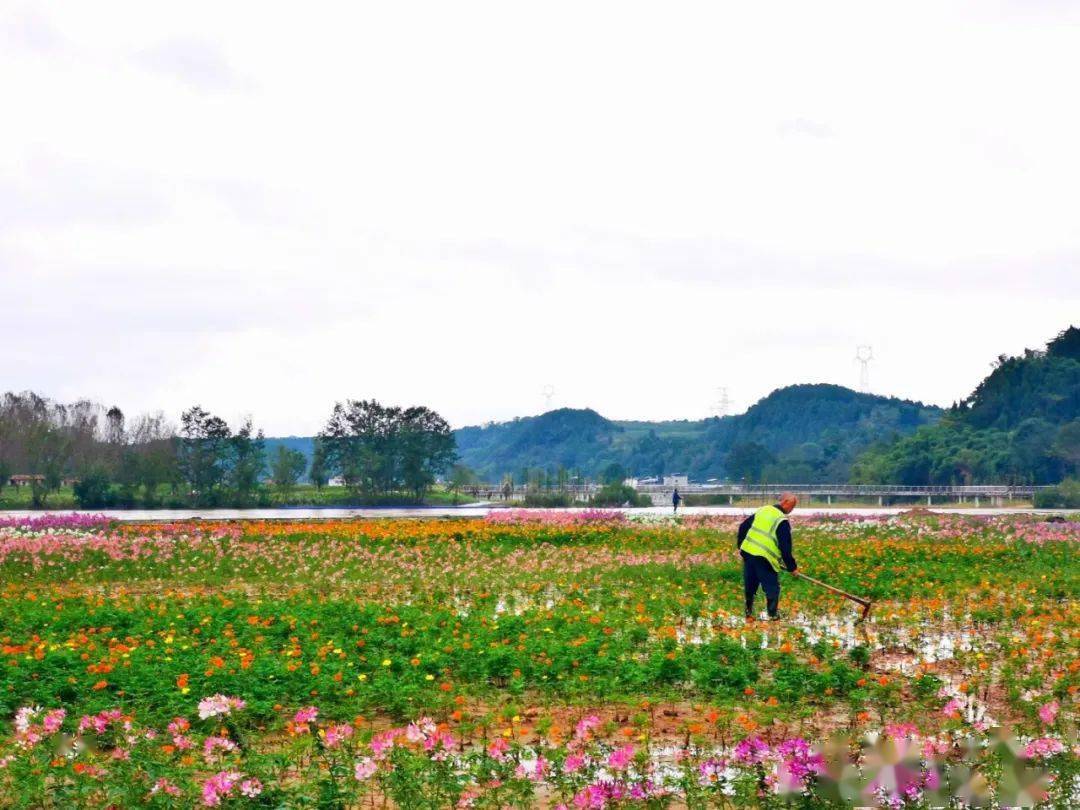 国庆期间射洪市区…还有瞿河至沱牌的农环线看合江村的花海走螺湖