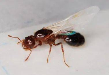能致命的毒虫红火蚁别看红火蚁体积小似乎没什么杀伤力的样子但它们