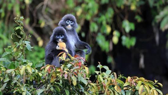 共赴"春城之约"|这个县轻松凑齐Ⅰ级国保动物九宫格