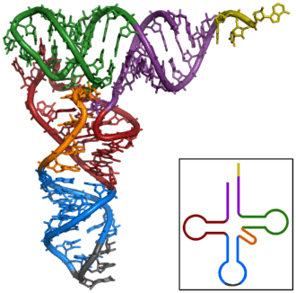 trna 呈三叶草结构,作用于翻译过程.