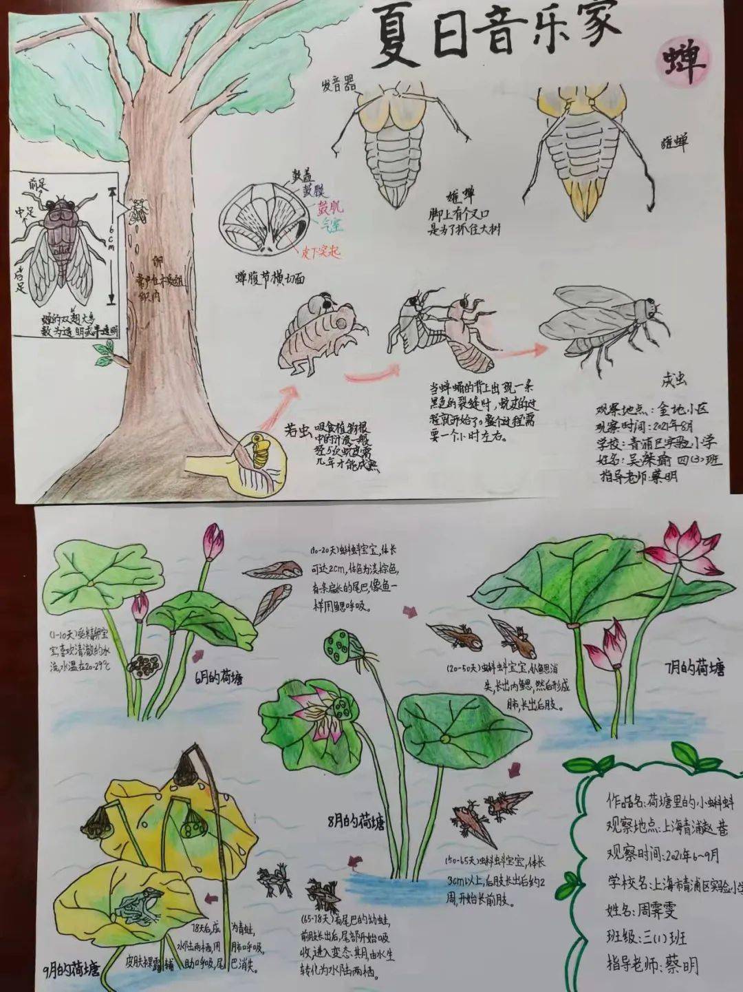 自然笔记采用图画,文字等以类似于日记的形式对身边的如社区,公园内