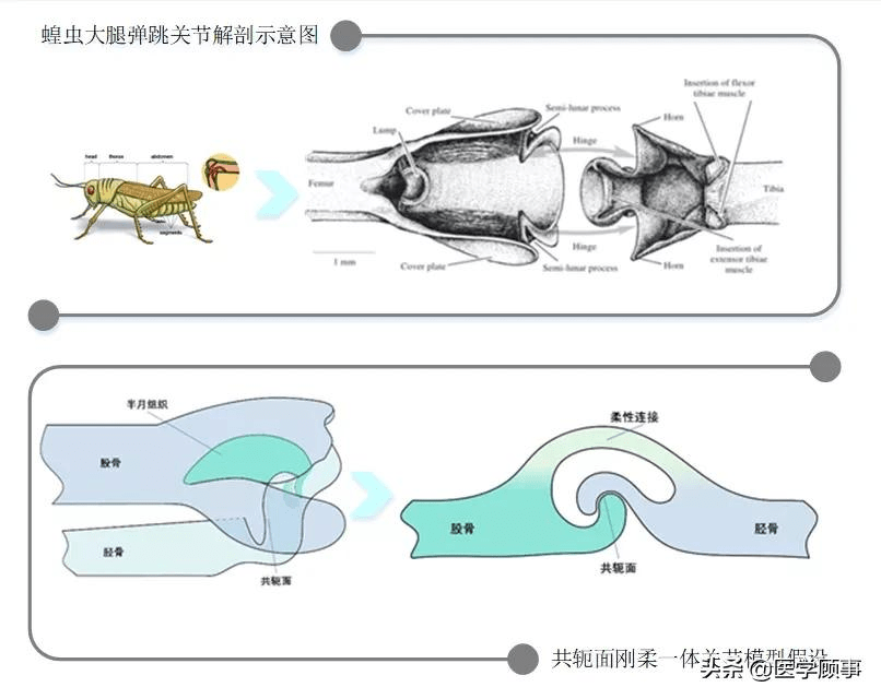 解剖节肢动物,首次提出外骨骼生物关节模型图 | 相关论文(来源:ieee