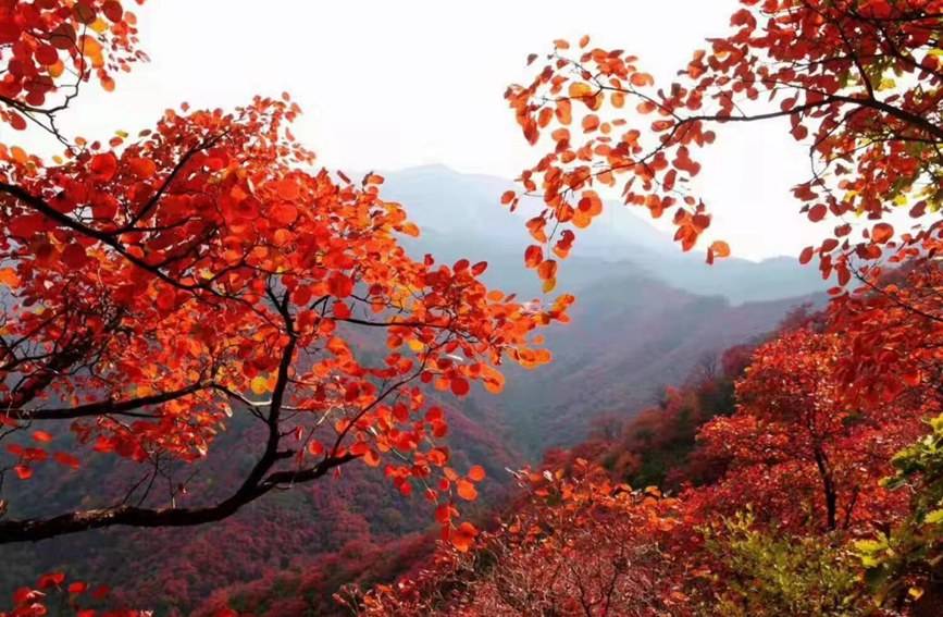 远山|河南巩义长寿山：漫山红遍 层林尽染秋意浓