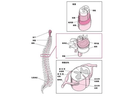 完全性胸12腰脊髓损伤有哪些症状?胸椎后出现截瘫12怎么办?