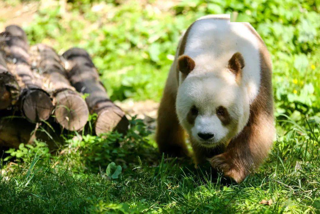 大熊猫国家公园陕西秦岭区欢迎您!