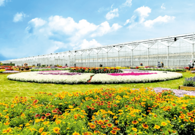 崇明智慧生态花卉园,花汇港国际花卉产业园中荷现代花卉中心, 东方