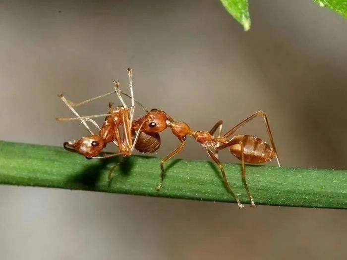 生物多样性看西双版纳小小黄猄蚁如何大能耐