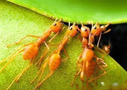生活习性该蚁属热带蚂蚁,树栖,其种群数量依植被类型而不同.