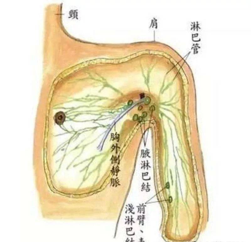 人体3大淋巴的排毒方法请收好!