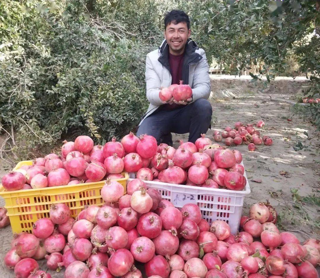 皮亚勒玛石榴喜迎大丰收_和田地区