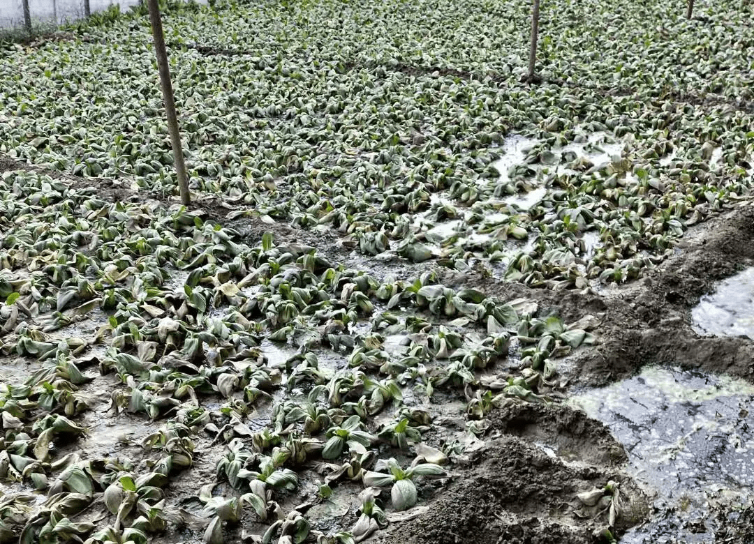 雨涝后谨防设施蔬菜病害大流行