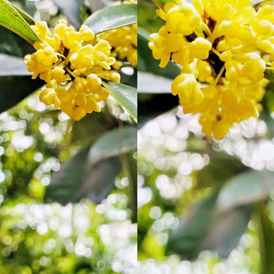 央广网长沙10月18日消息(记者 张志诚)桂花开了,担心无花欣赏的人们