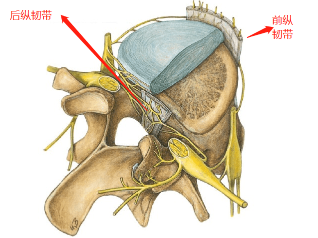 椎体前方的韧带是前纵韧带,而后纵韧带位于椎管内椎体的后方.