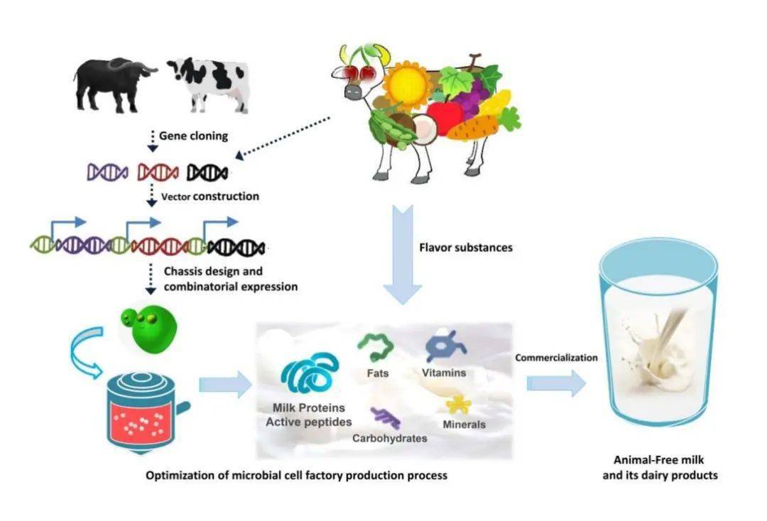 图丨乳蛋白组合表达细胞工厂创建与人造奶生物合成的技术流程(来源:乳