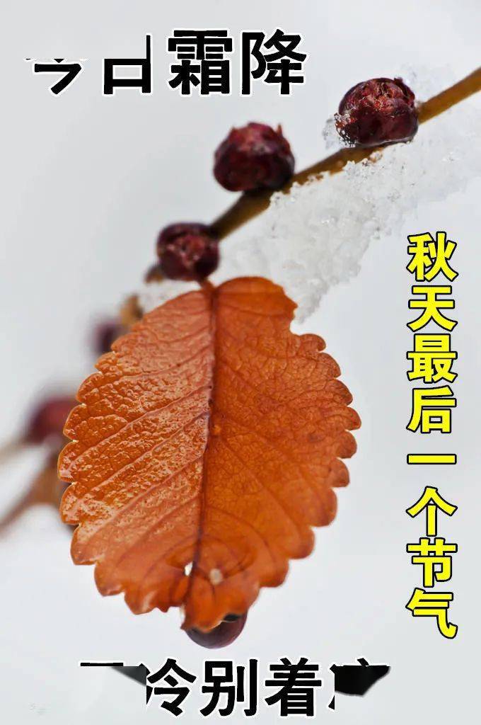 最新霜降问候祝福图片,2021霜降祝福语大全!